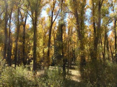 Near Steamboat Springs