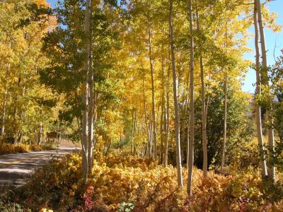 Near Aspen