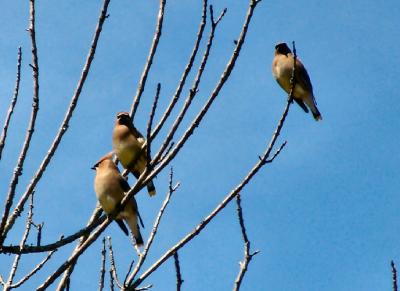 Three's company!