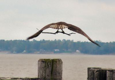 Osprey in flight with nesting branch