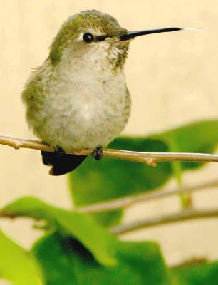 u14/herb1rm/medium/38673908.IMG_6044hummers_a.jpg