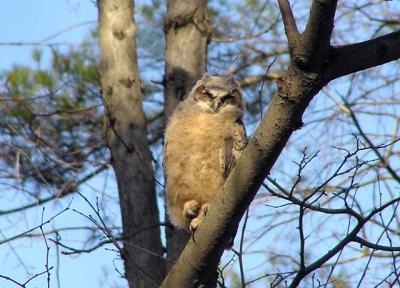 April 9th owlet 3