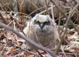 The first owlet we saw on March 30th