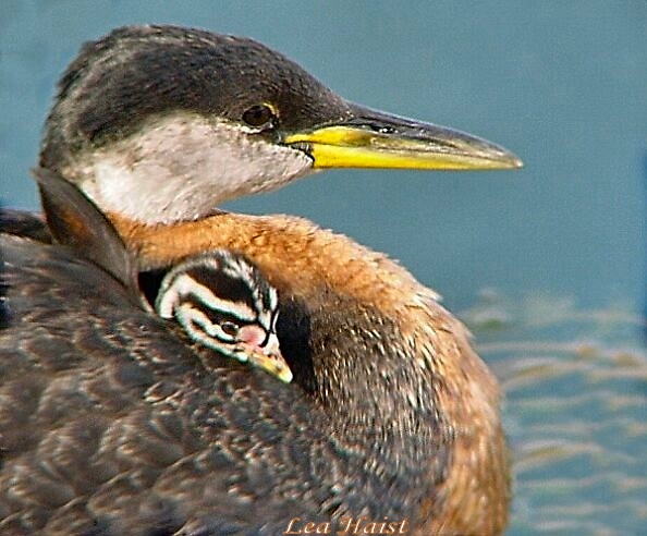Red-necked grebe baby