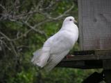 New Pigeon