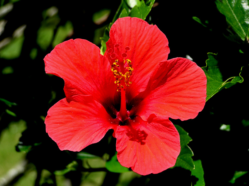 Red Hibiscus.jpg
