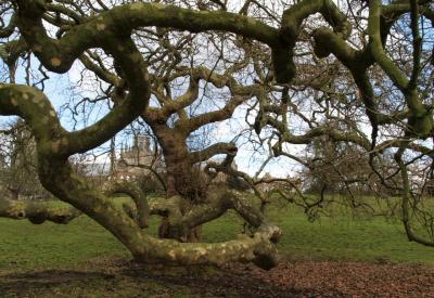 Old Ent has new friend