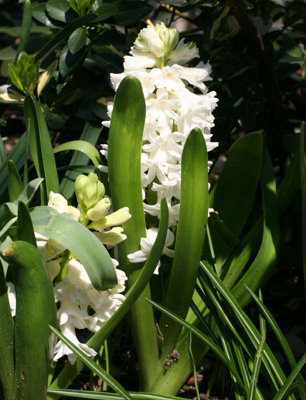 White Hyacinth