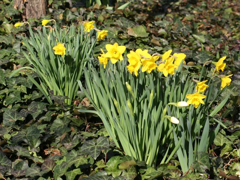 Daffodils