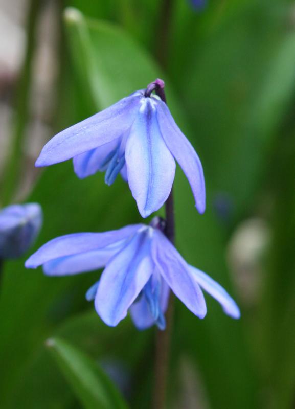 Squill (Scilla siberica)