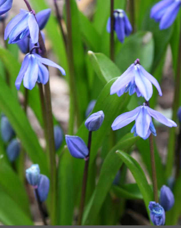 Squill (Scilla siberica)