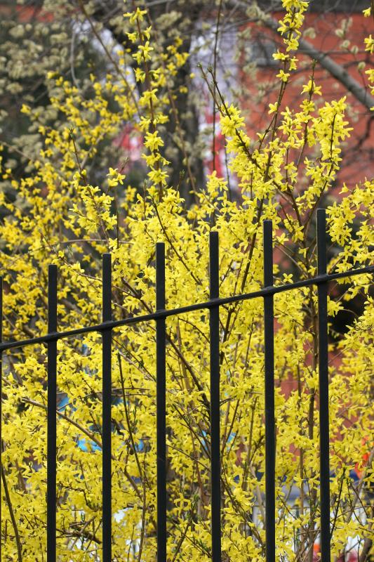 Forsythia