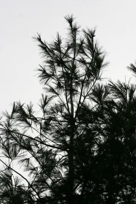 u14/hjsteed/medium/38676989.050115002PineTree.jpg