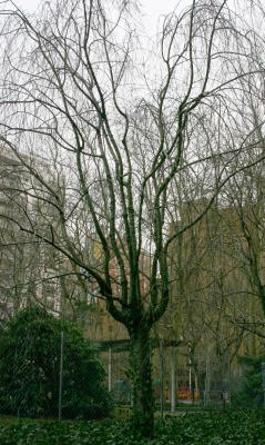 u14/hjsteed/medium/38678155.050115008CherryTreeWSVG.jpg