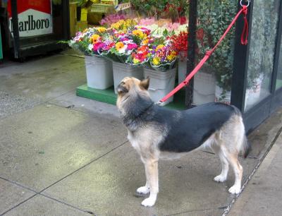  Gourmet Deli Dog above 9th Street