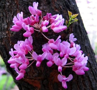 Cercis