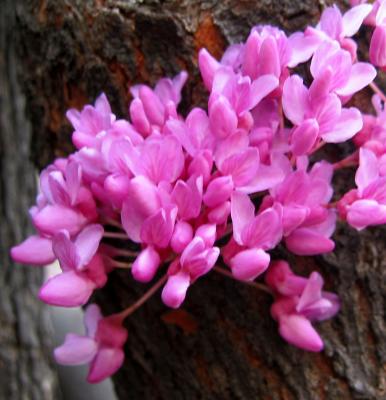 Cercis 