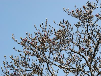 Budding Tulip Tree