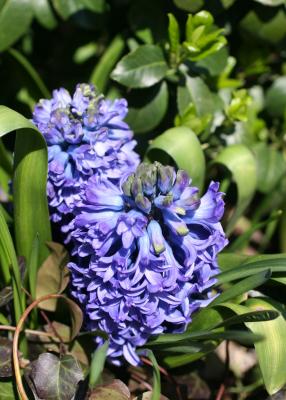 Blue Hyacinth
