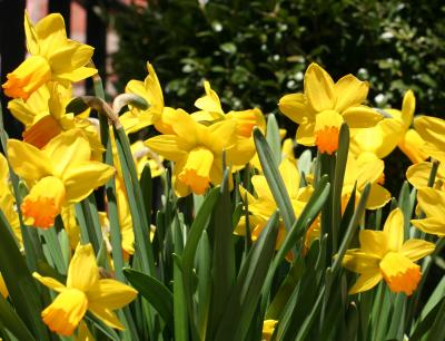 Daffodils 2003 to 2005