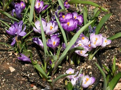 Crocus