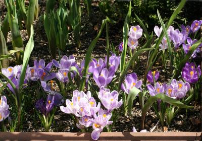 Crocus