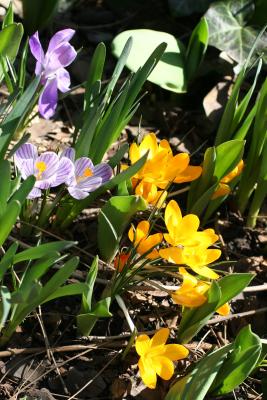 Crocus at 9th Street