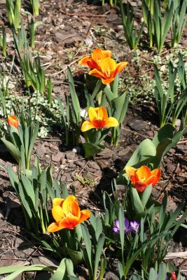 Tulips 5th Avenue