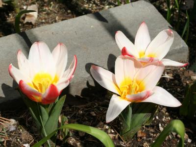 Tulips W10