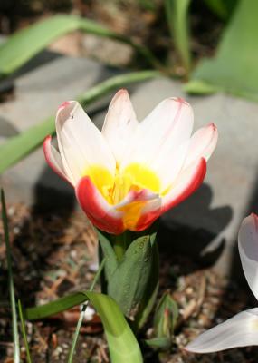 Tulip W10
