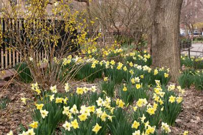 Daffodils & Forsythia