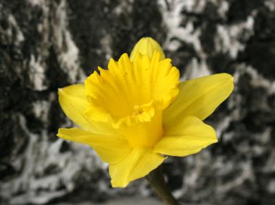 Daffodil - Marumi Restaurant Sidewalk Garden 