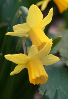 Miniature Daffodils