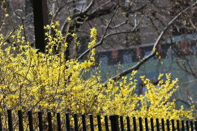 Forsythia