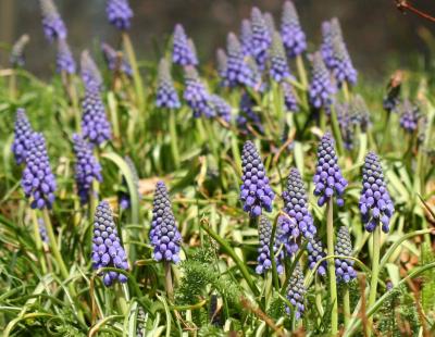 Grape Hyacinths