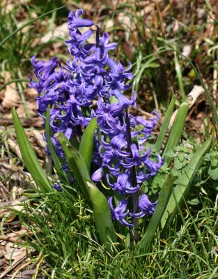 Hyacinths 505