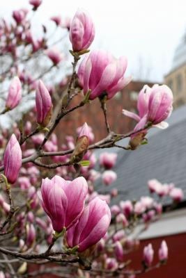 Tulip Tree Branches  & NYU Library