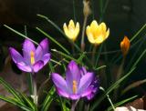 Crocuses