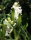 White Hyacinth
