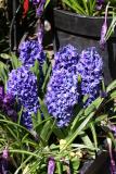 Blue Hyacinth