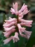 Pink Hyacinth