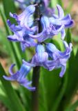 Hyacinth