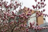 Tulip Tree &  NYU Student Center