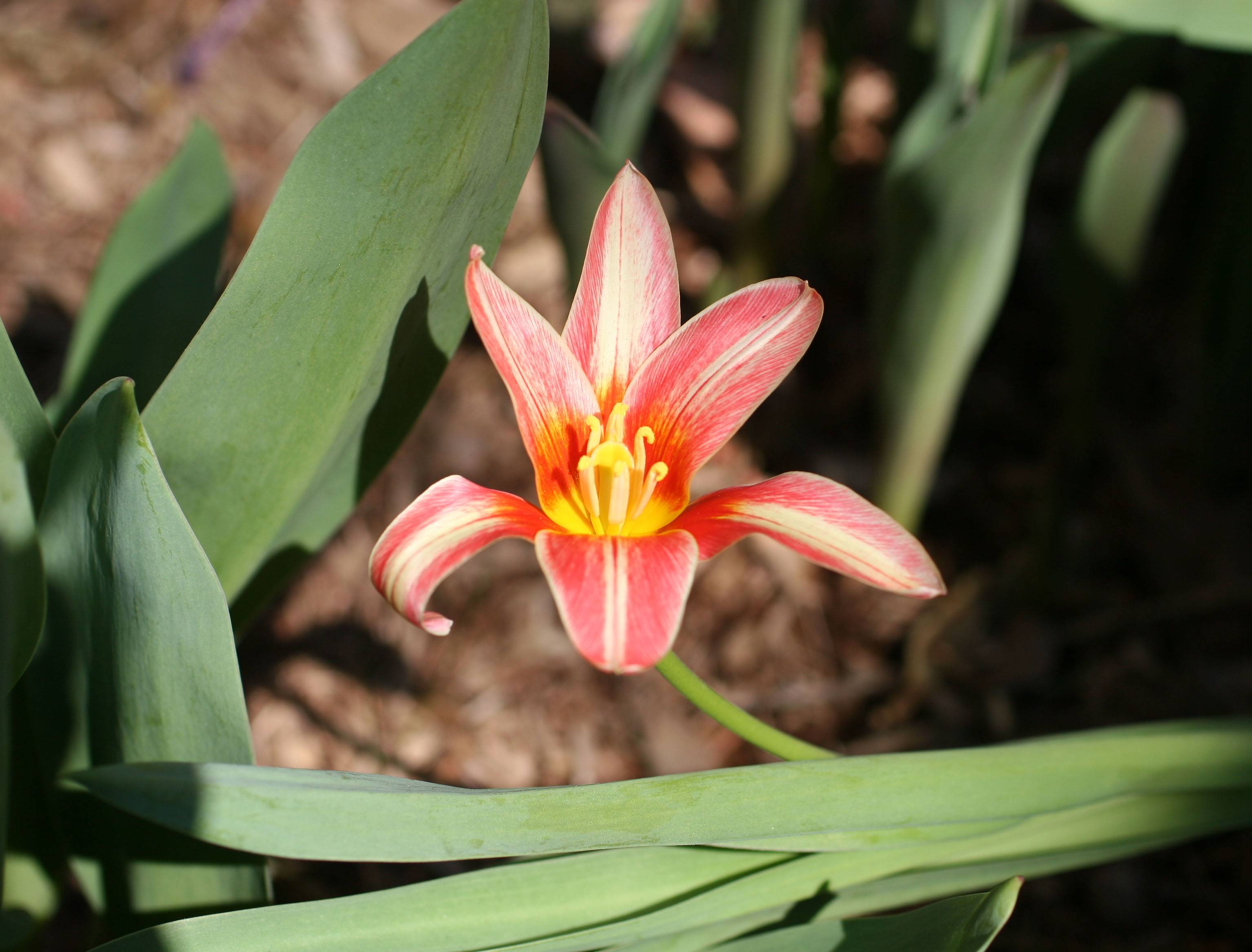 Tulip on West 10th Street near 5th Avenue