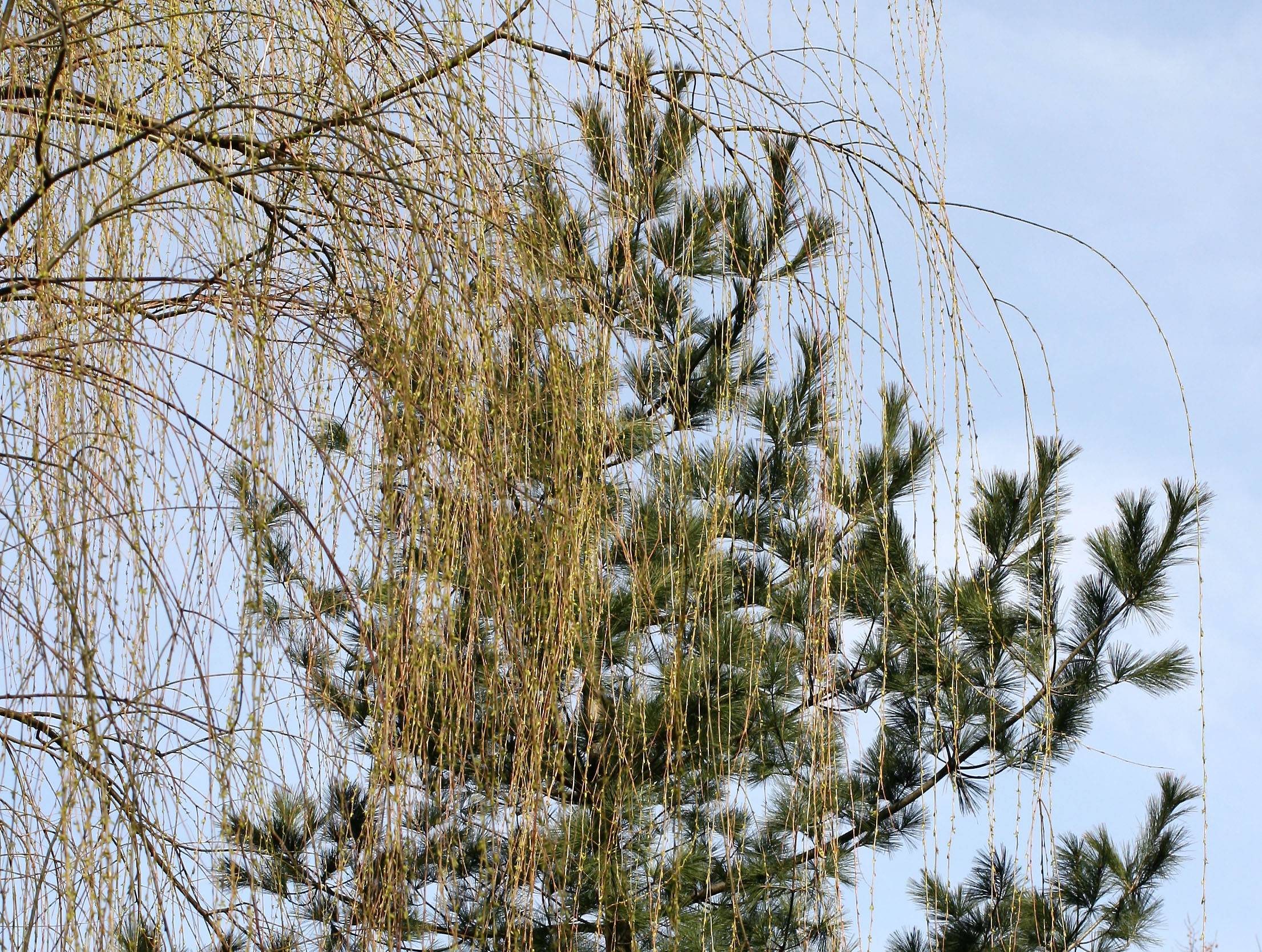 Pine with a Willow Tree Veil