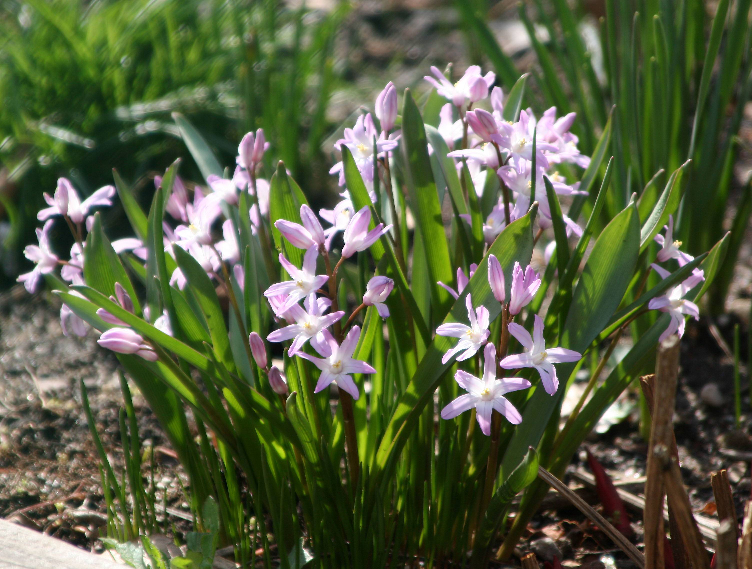 Starflower or Glory of the Snow