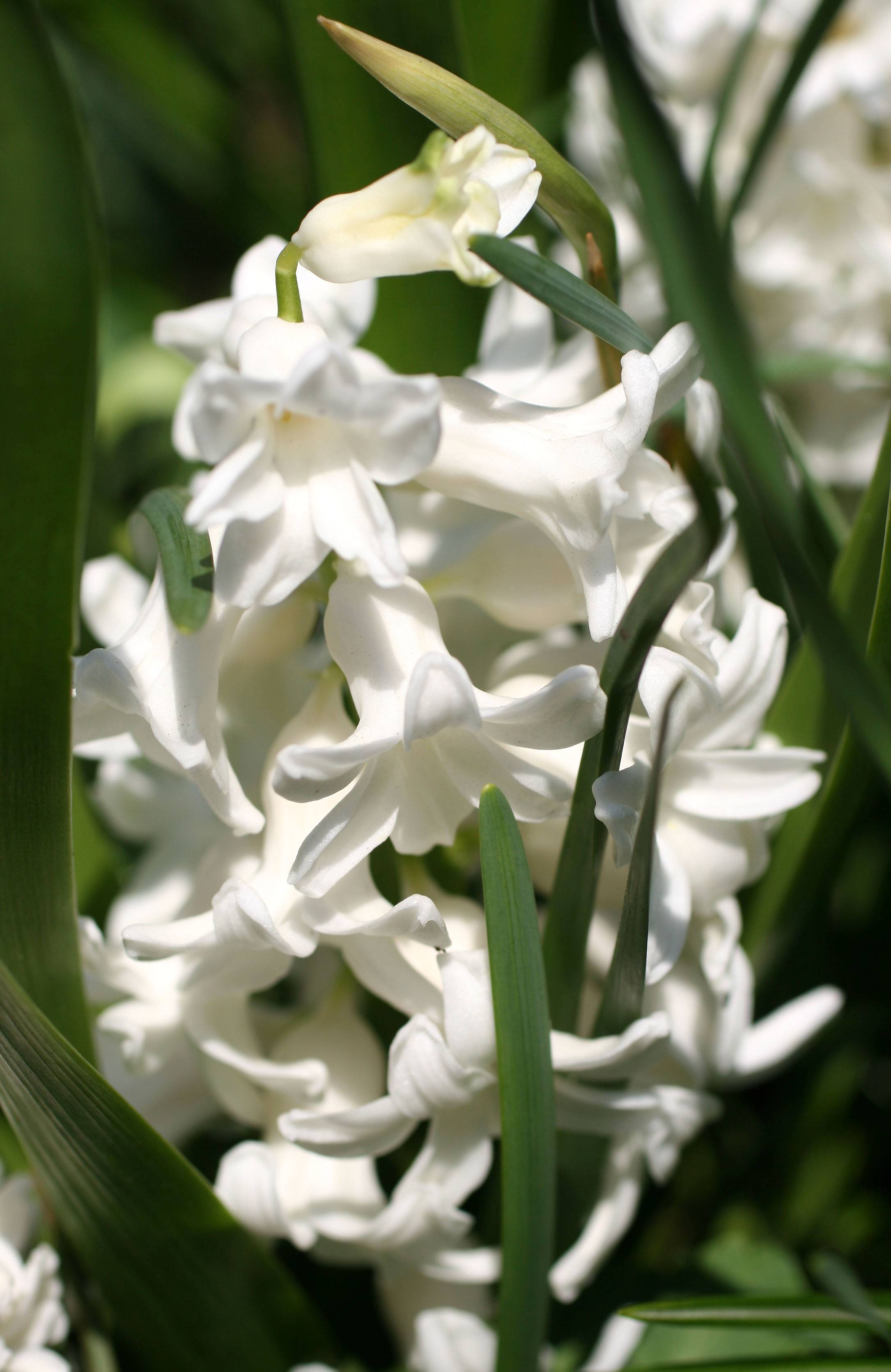 White Hyacinth