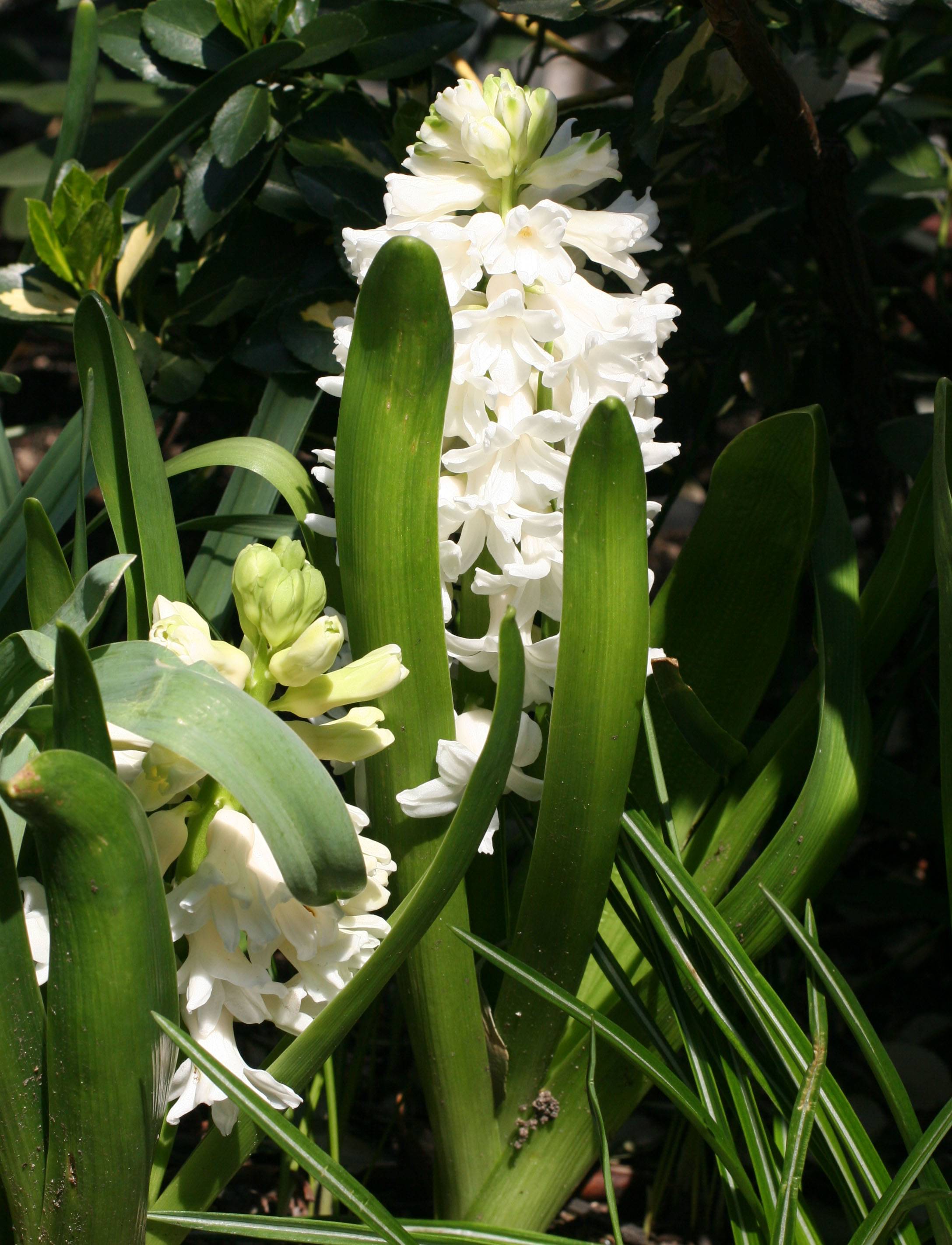 White Hyacinth