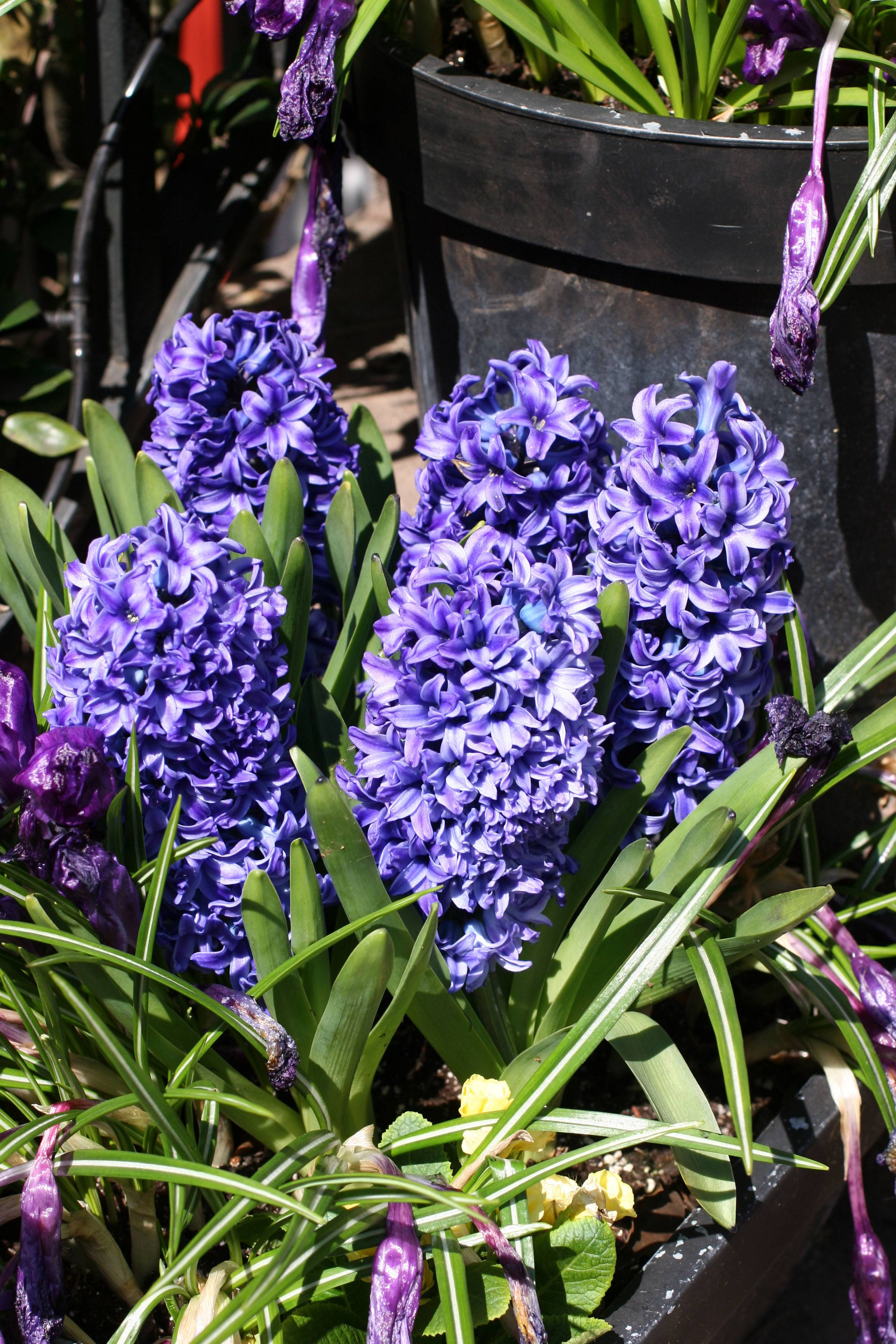 Blue Hyacinth