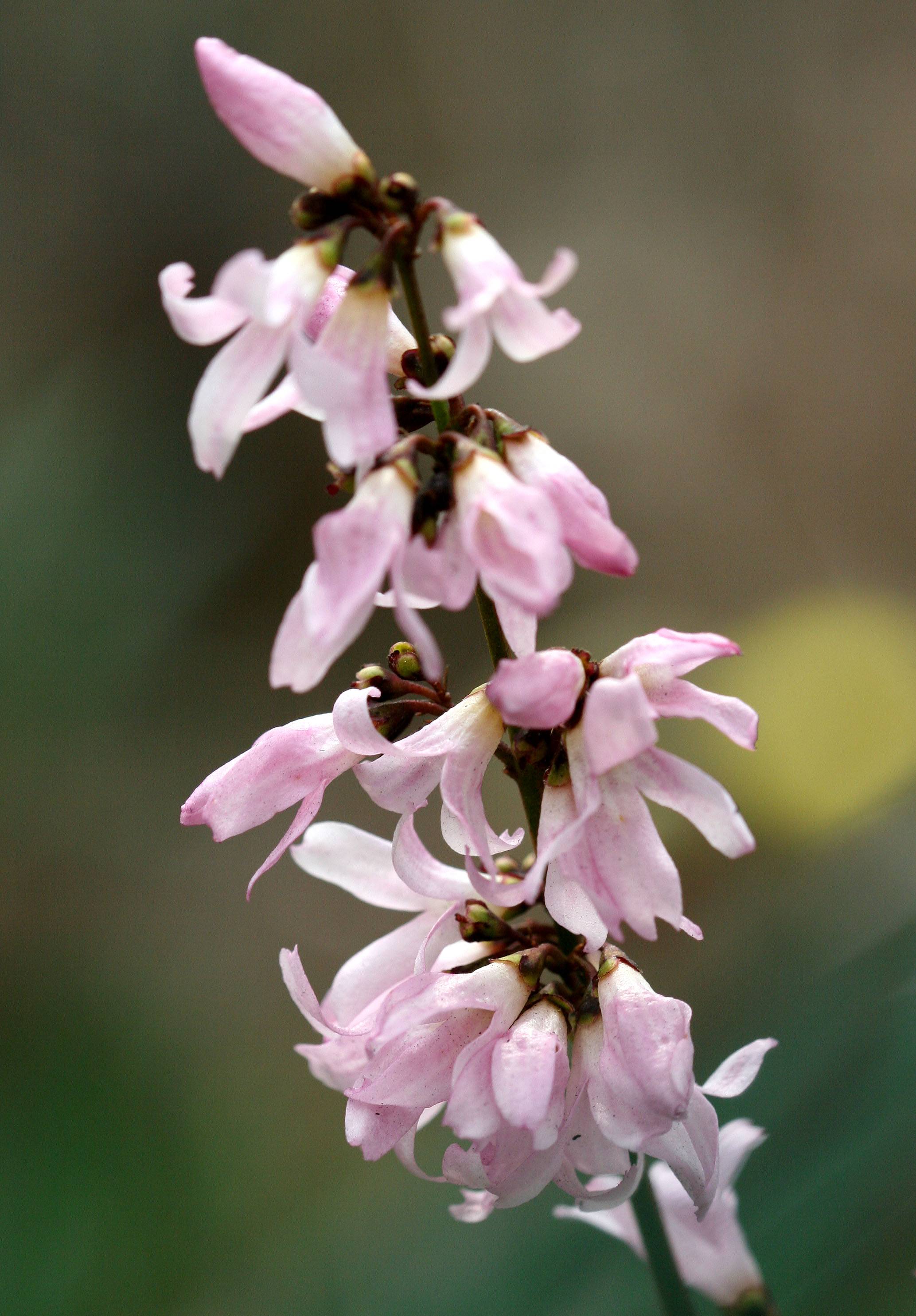 Penstemon - Bearded Tongue